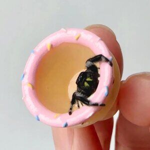 Ice Cream Cone Jumping Spider Hide Acrylic Magnetic Enclosure Decor